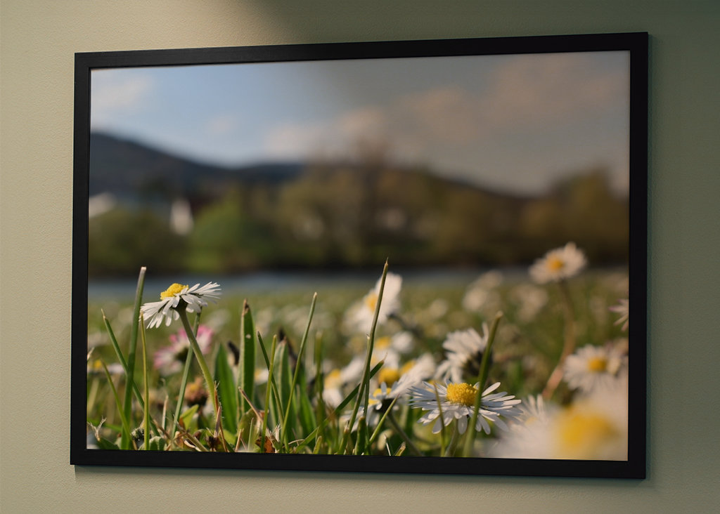 Gänseblümchenwiese