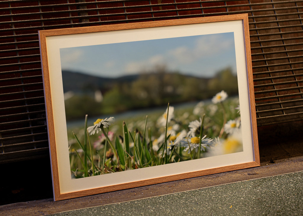 Gänseblümchenwiese