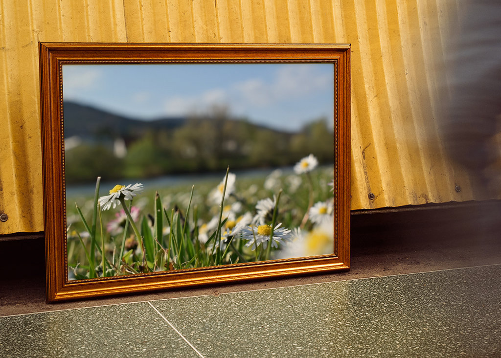 Gänseblümchenwiese