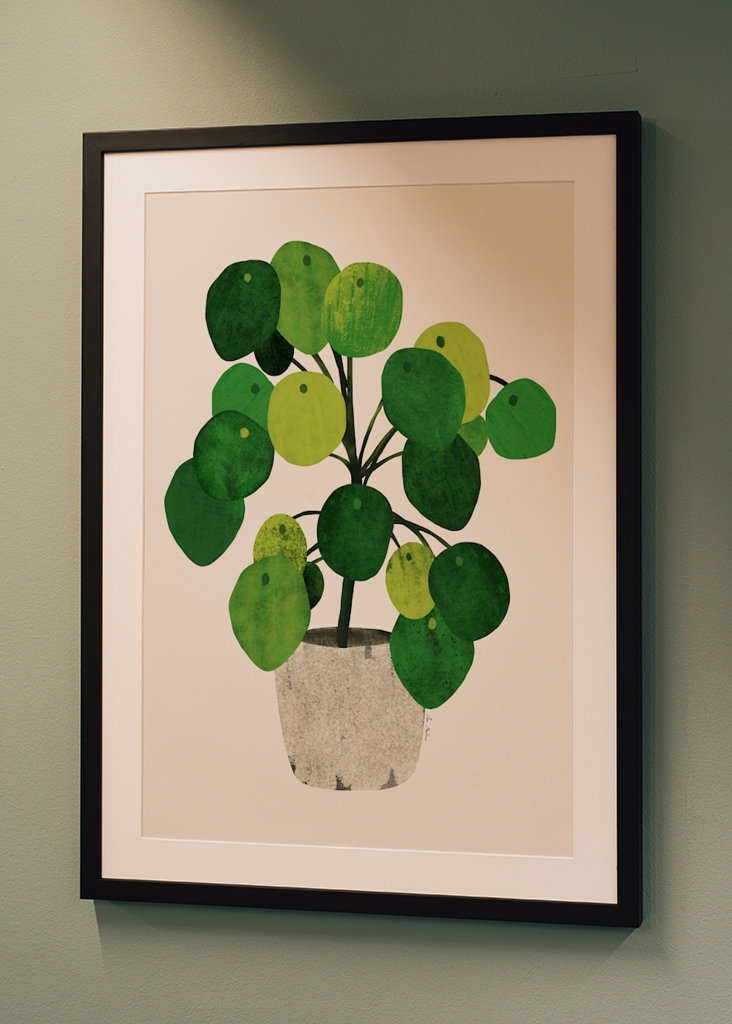 Pilea plant