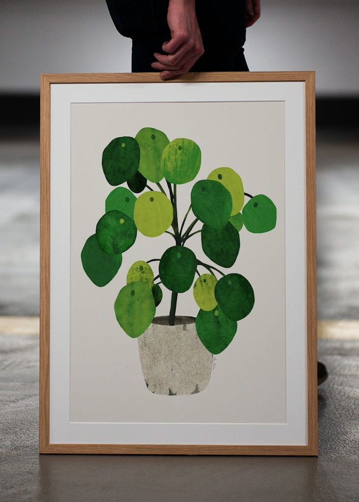 Pilea plant