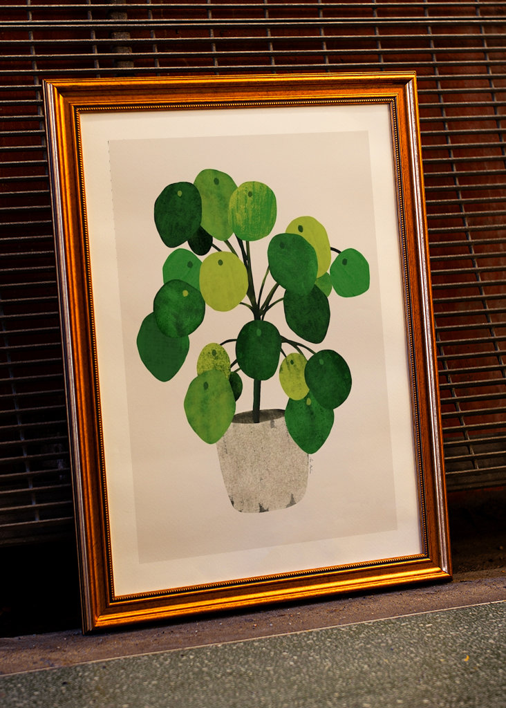 Pilea plant