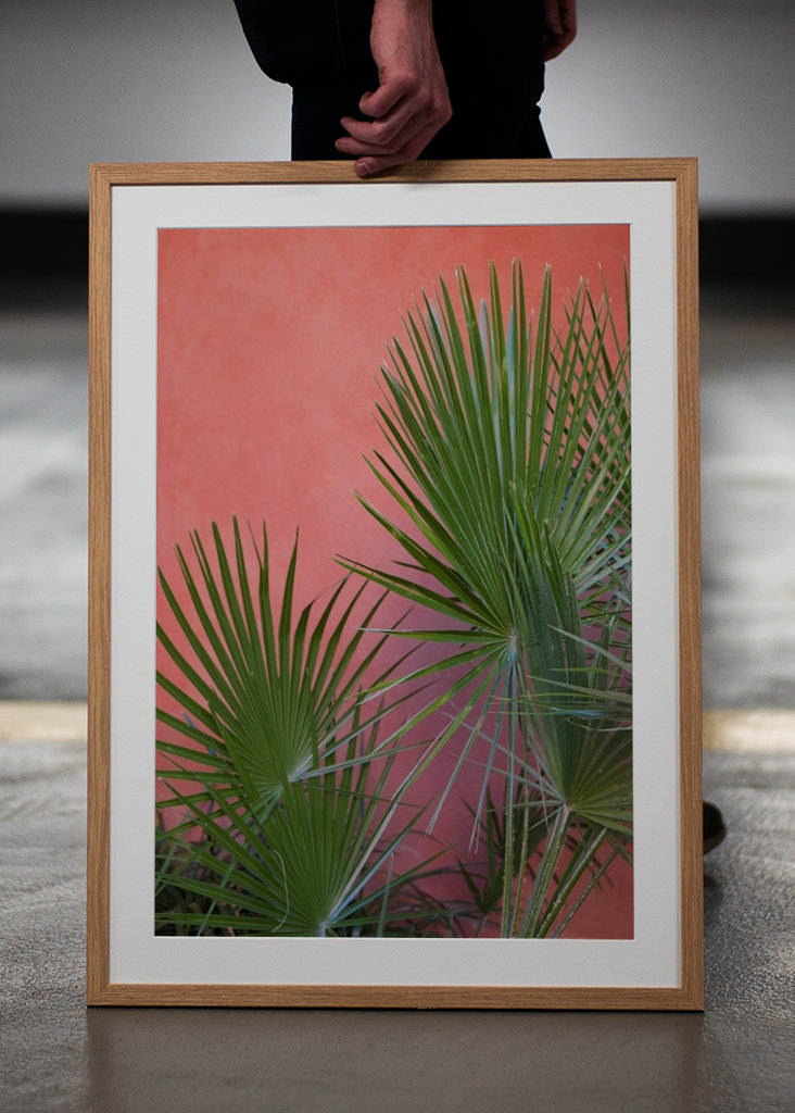 Green palm leaves on pink wall