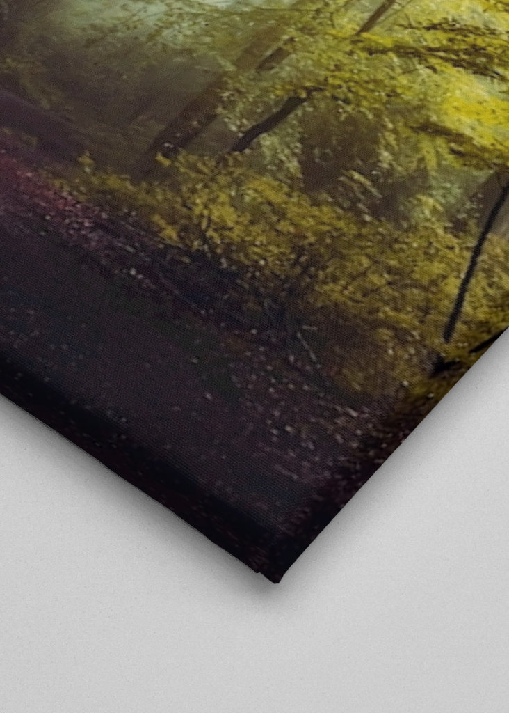 Misty Forest Morning