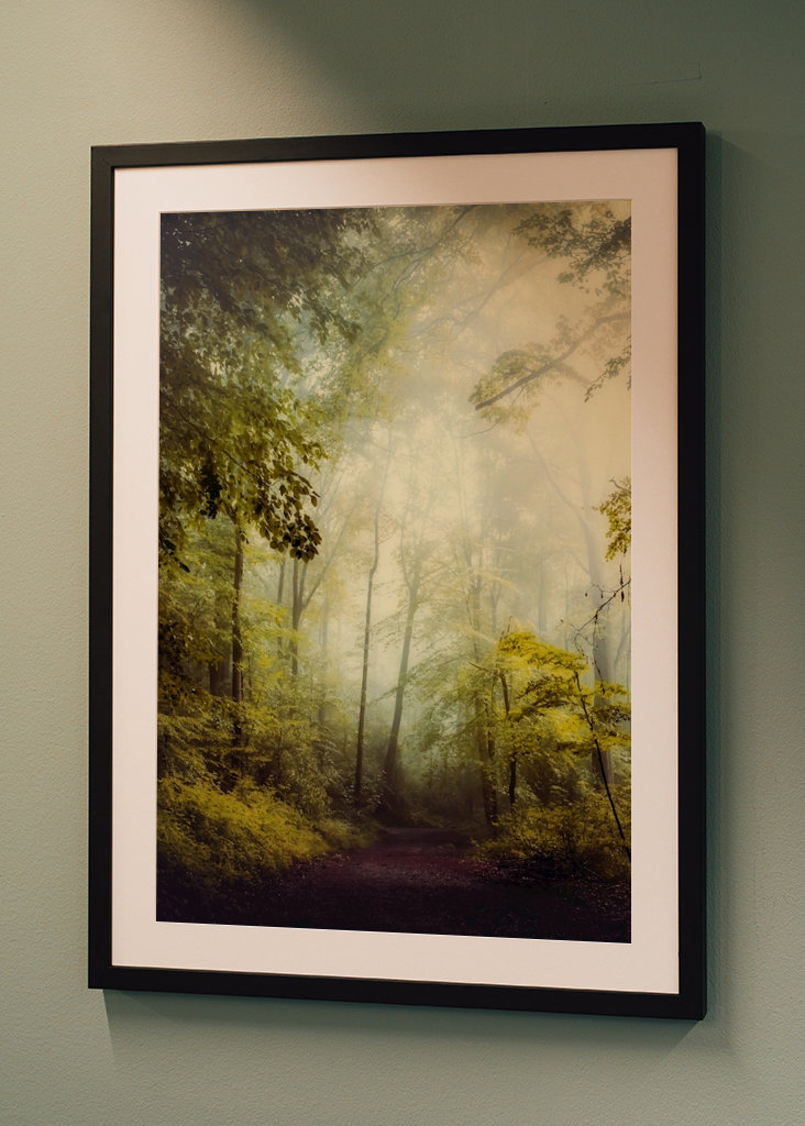 Misty Forest Morning