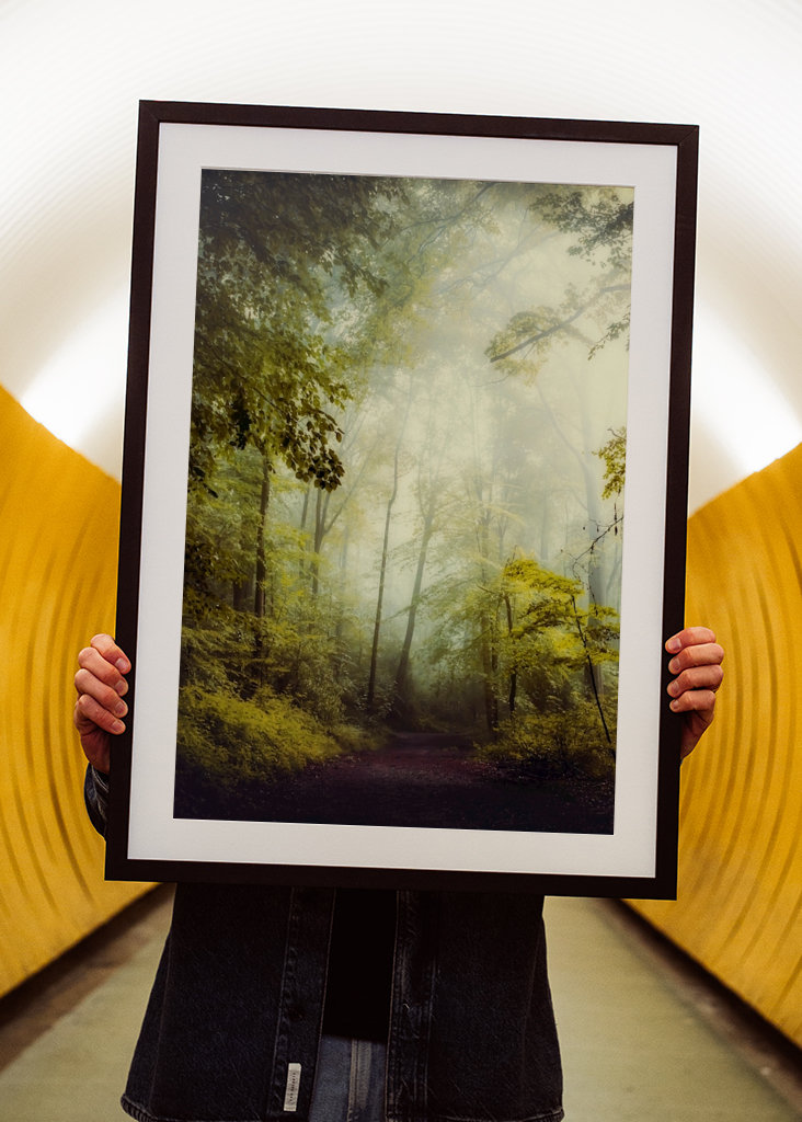 Misty Forest Morning