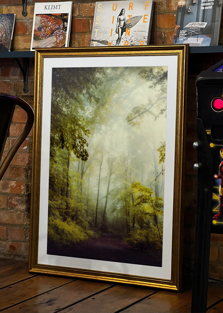 Misty Forest Morning