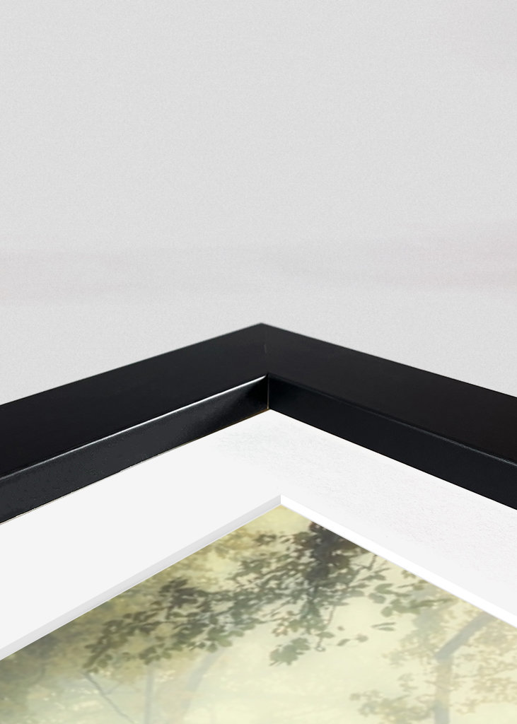 Misty Forest Morning