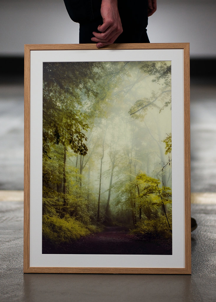 Misty Forest Morning