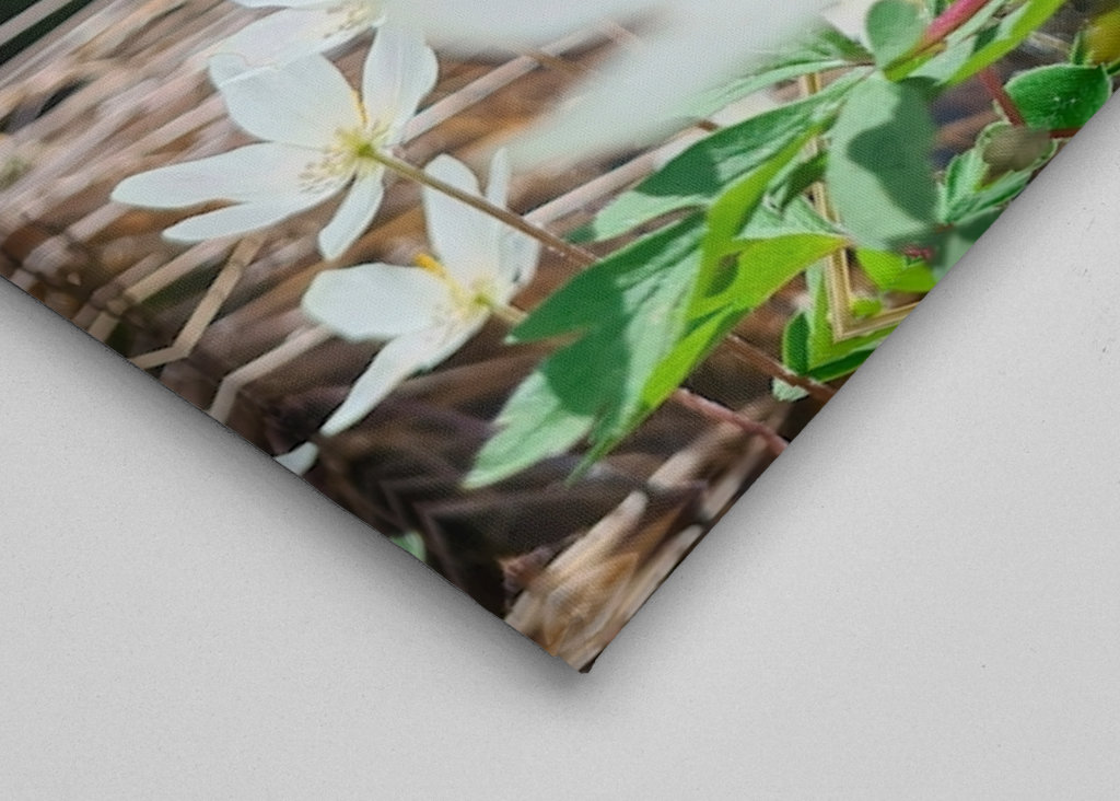 Łapanie wiosennego słońca