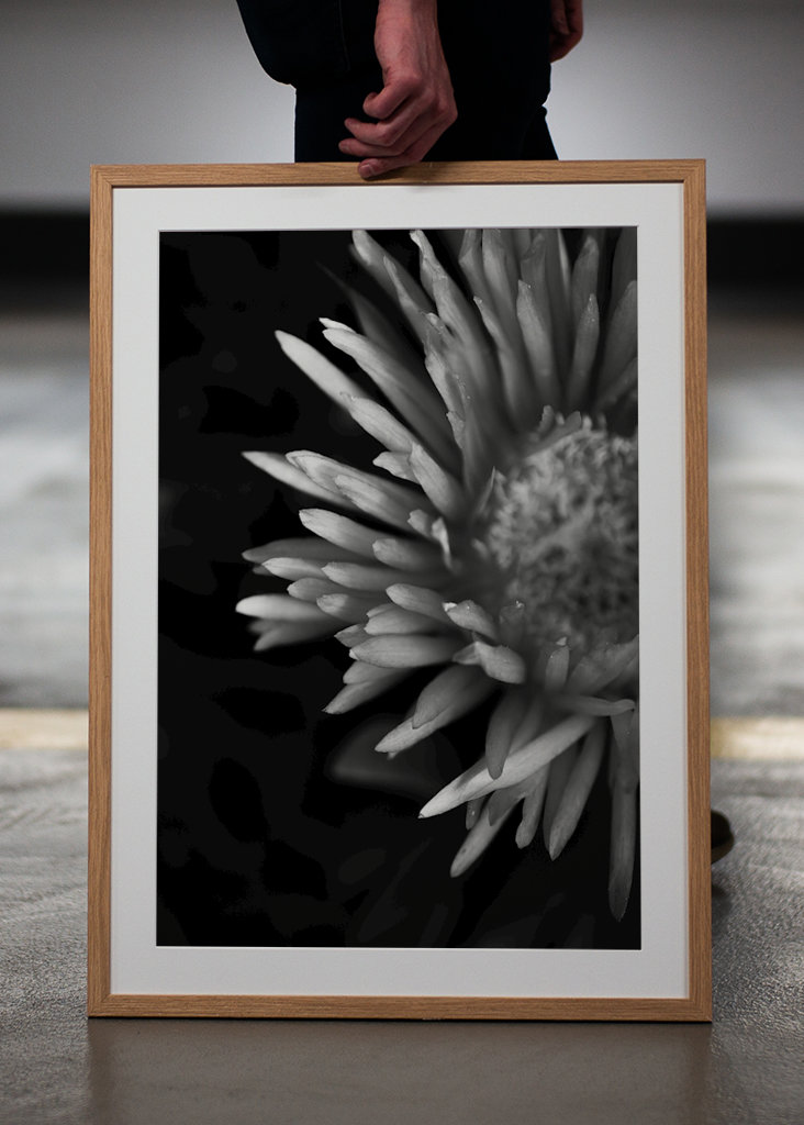 Colorless Ice plant