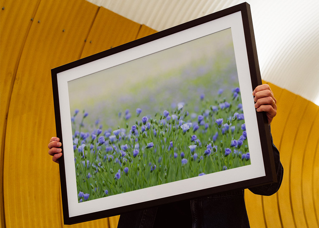 Vackert fält med Linblommor