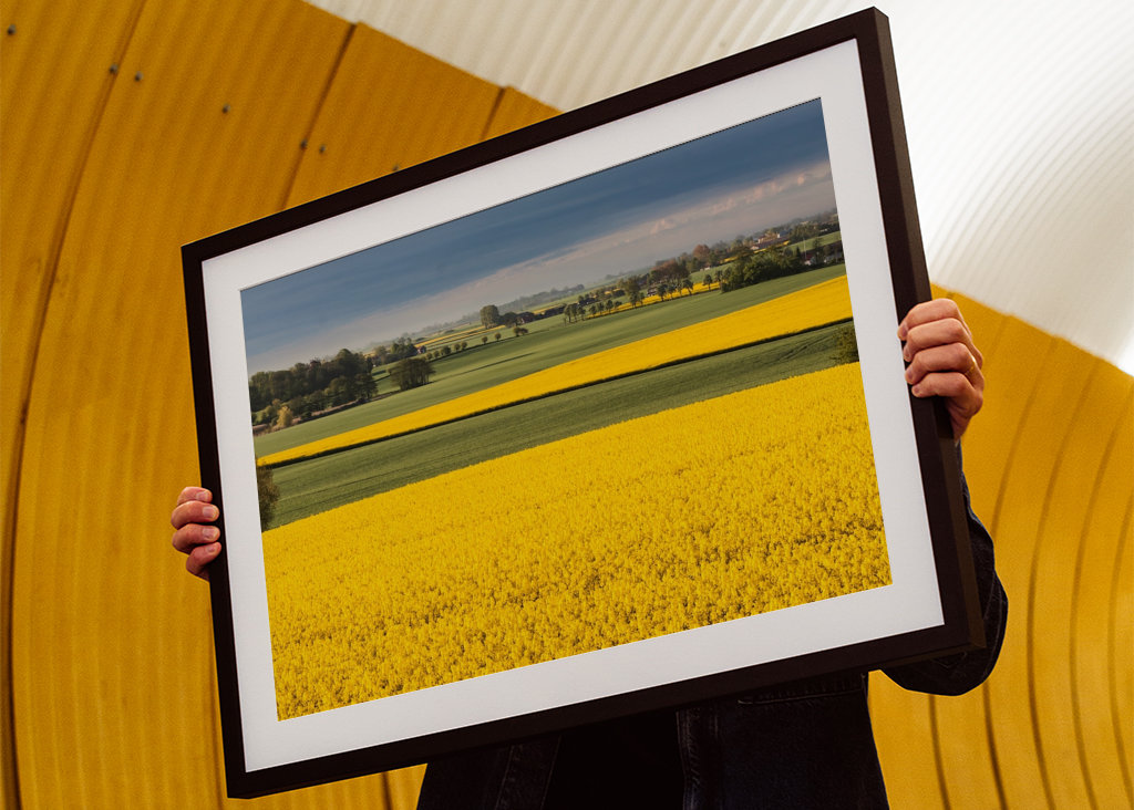 Rapsfält - Vellinge