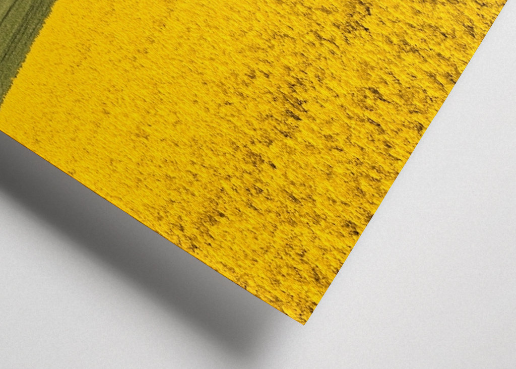 Rapsfält - Vellinge