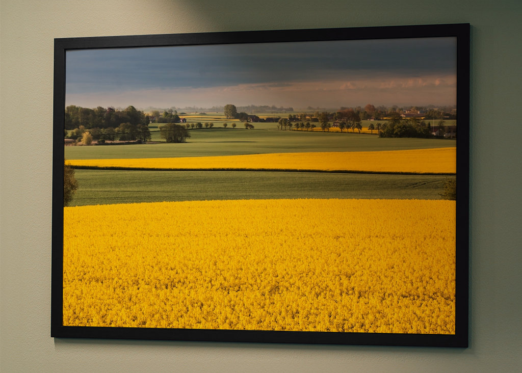 Rapsfält - Vellinge