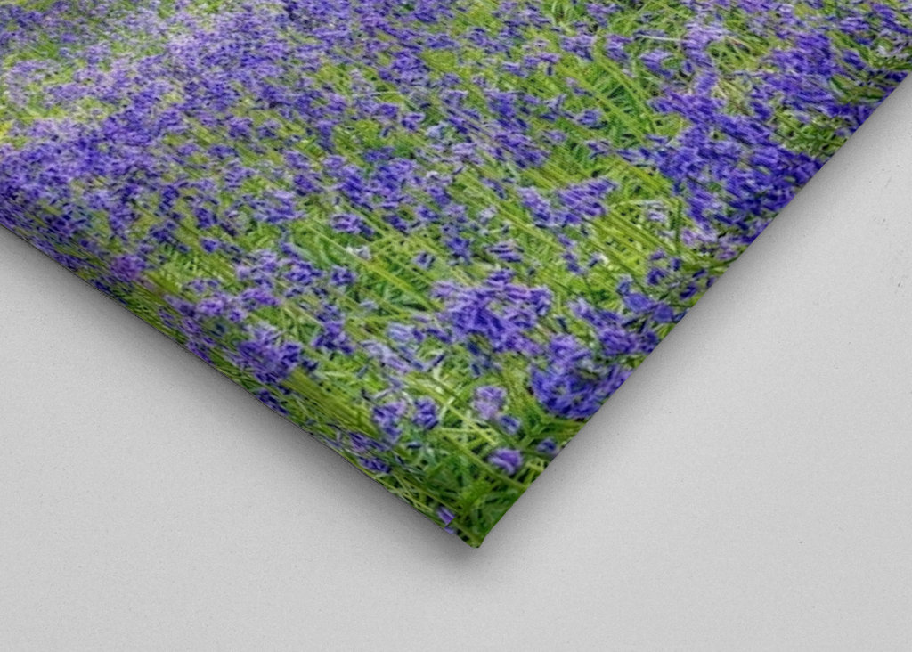 Path through the blue forest