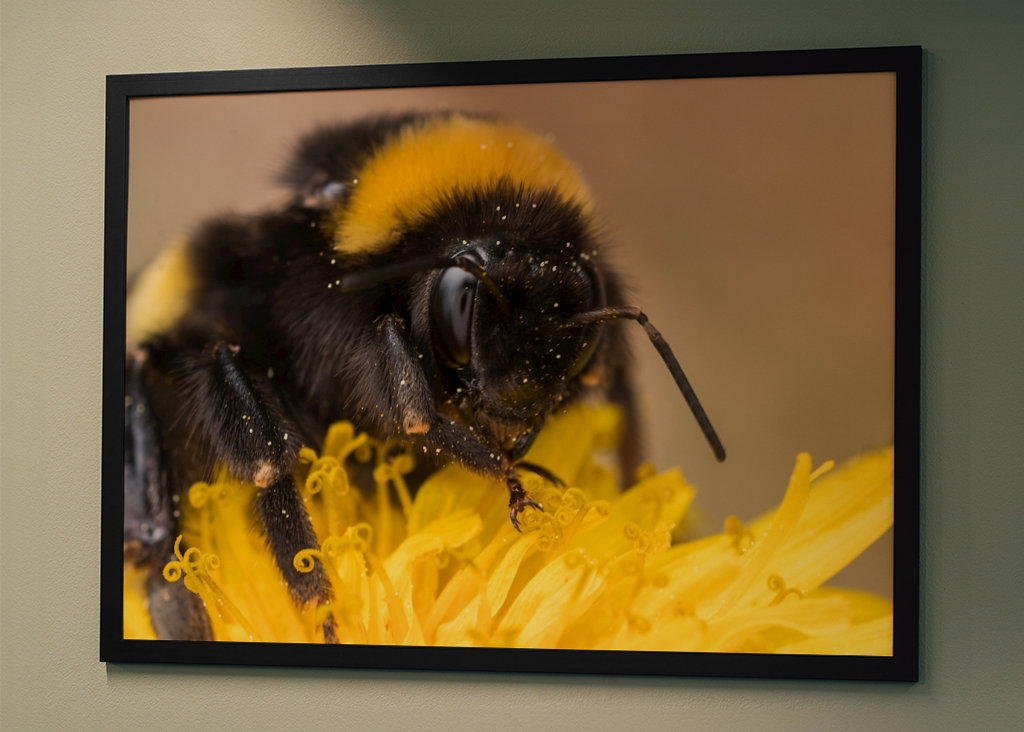 Bumblebee on dandelion