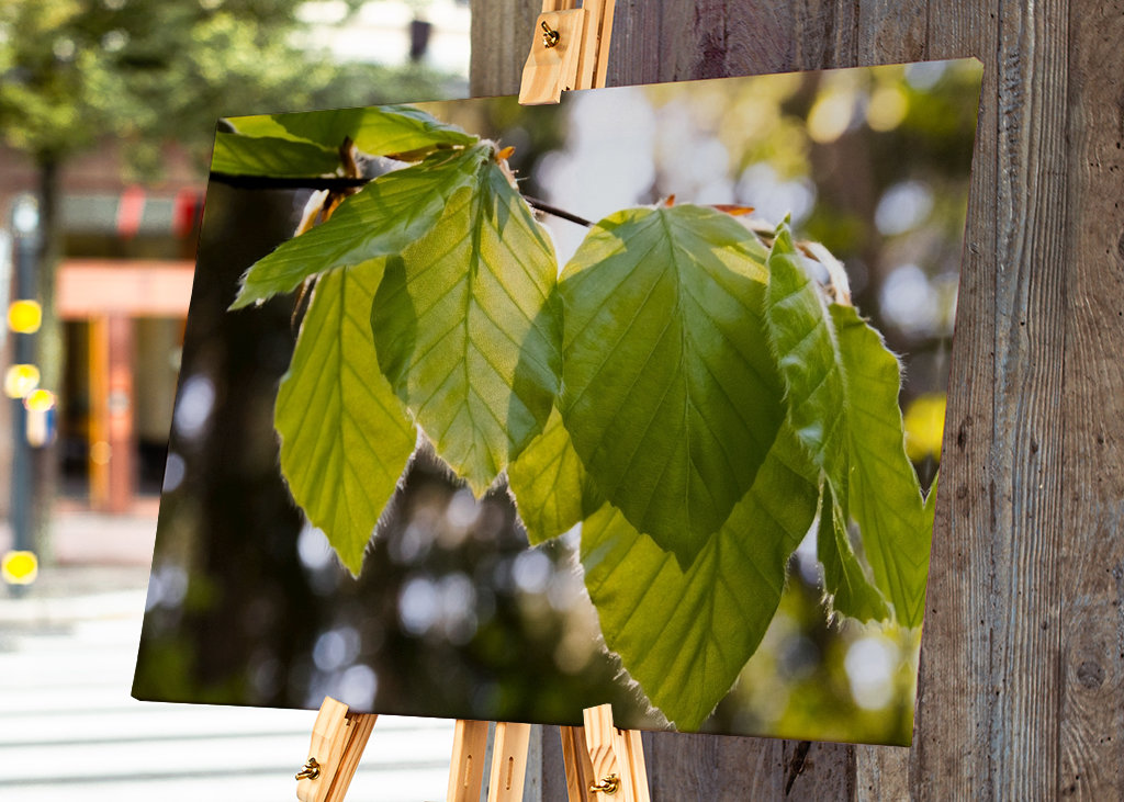 Buchenblätter Frühlingssonne