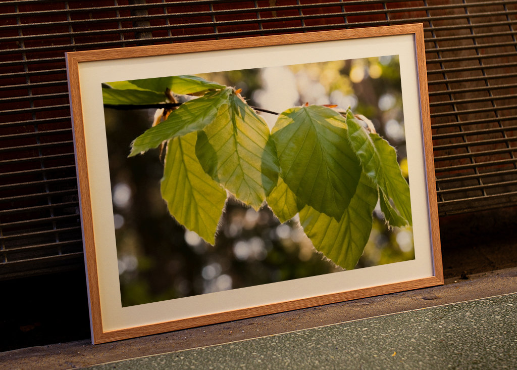 Buchenblätter Frühlingssonne