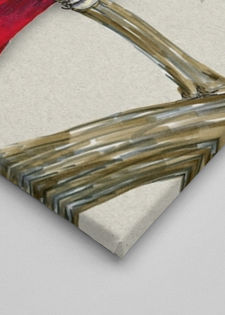 Szara papuga czerwonoogonowa