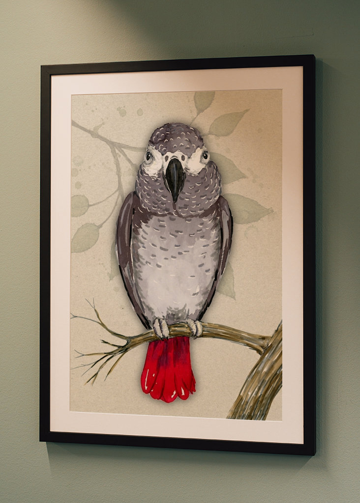 Szara papuga czerwonoogonowa