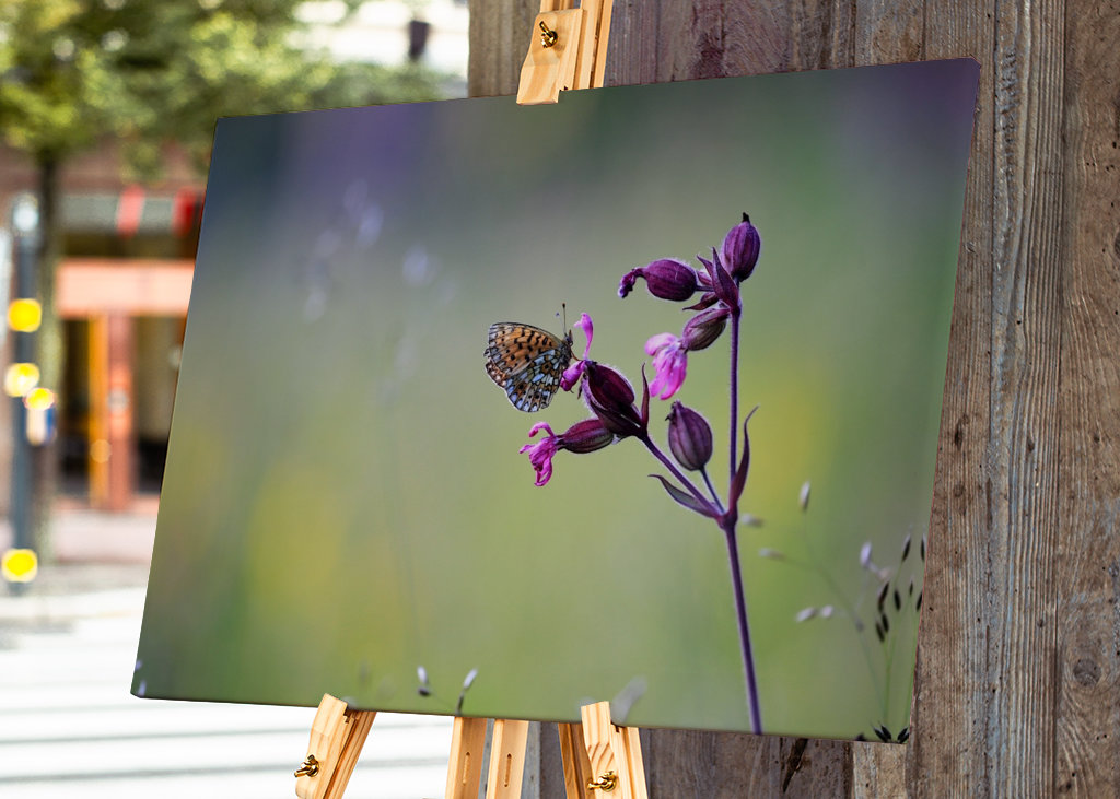 Der Schmetterling und die Blume