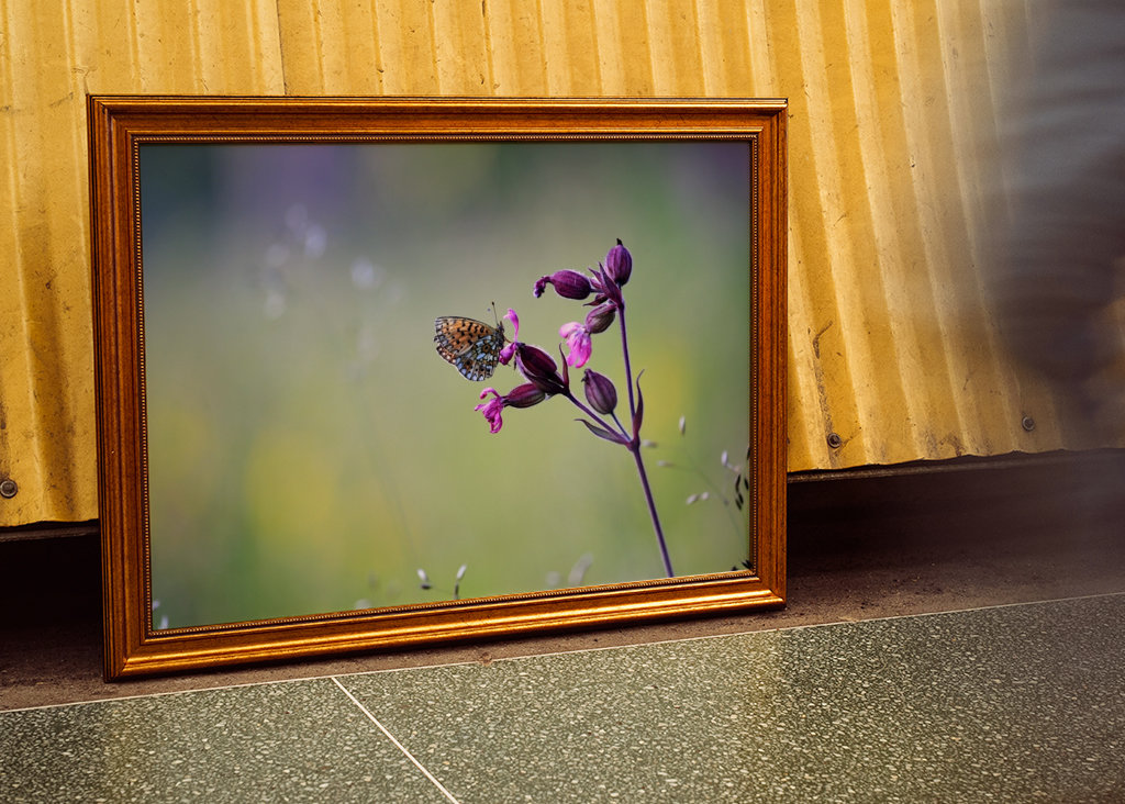 Der Schmetterling und die Blume