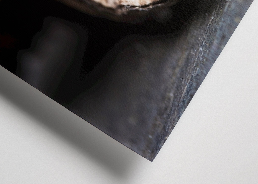 Coccinelle se réveille au printemps