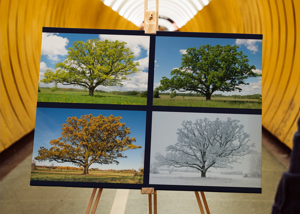 Oak in four season