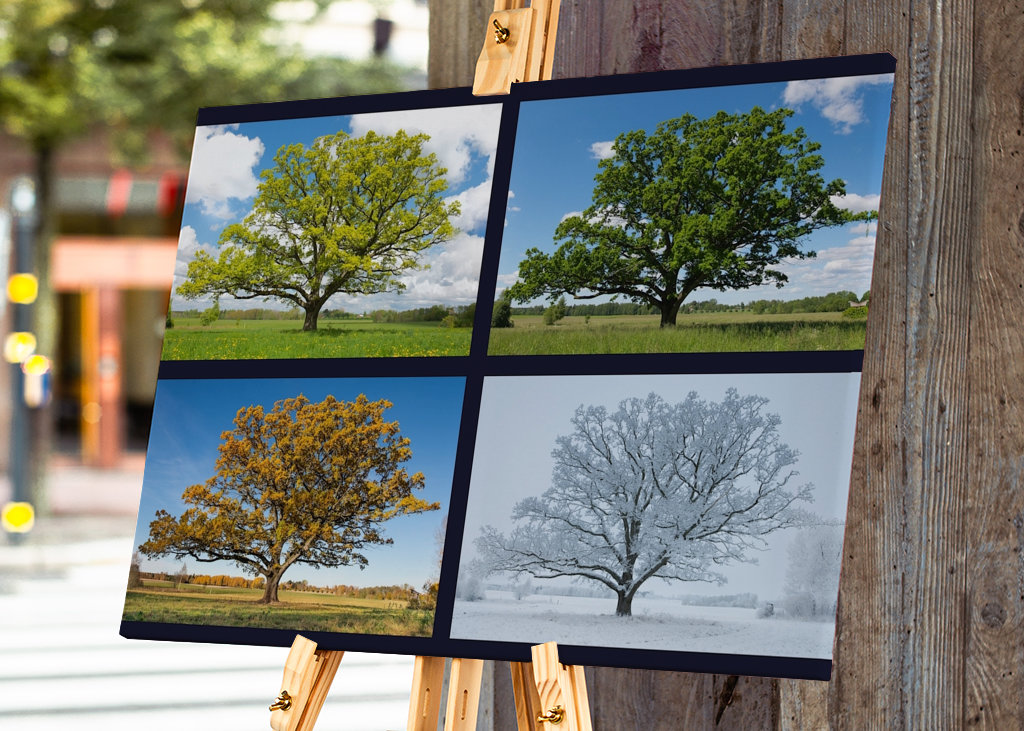 Oak in four season