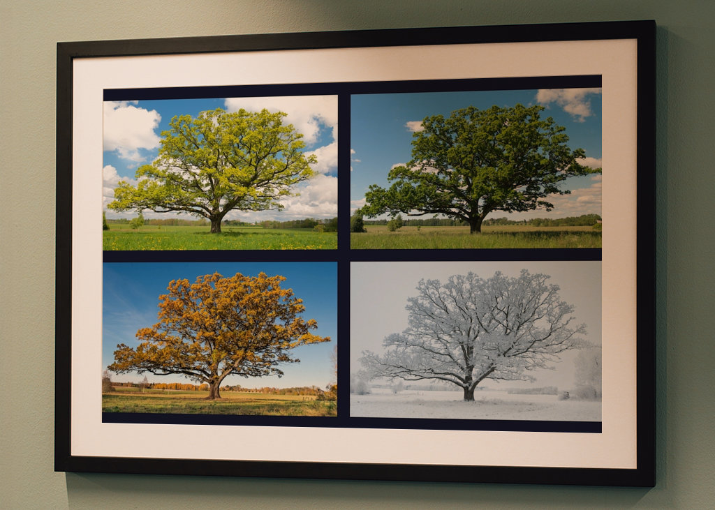 Oak in four season