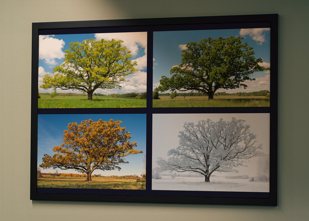 Oak in four season