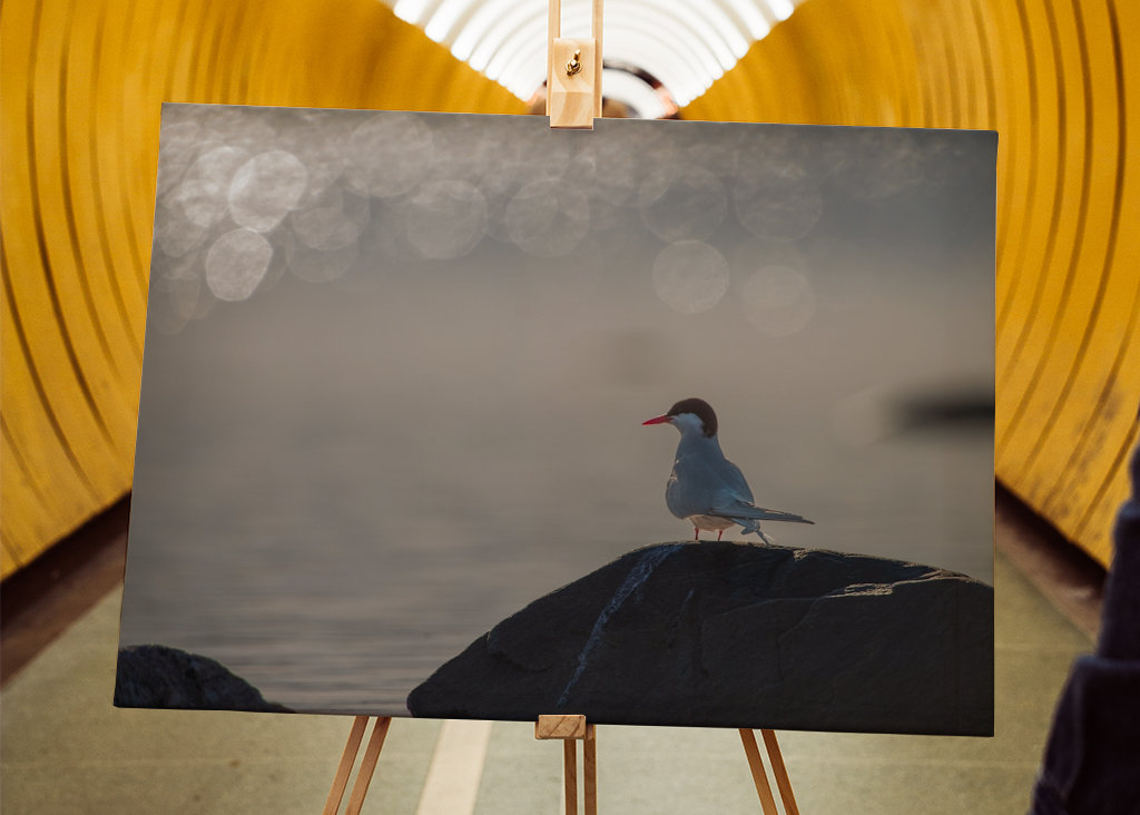 Silberseeschwalbe Sonnenglitzer