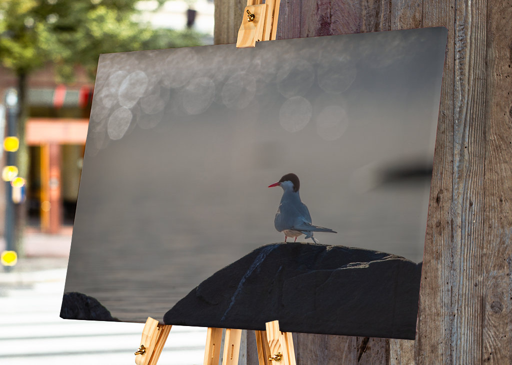 Silberseeschwalbe Sonnenglitzer