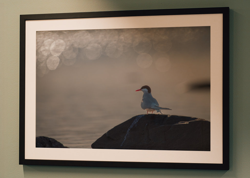 Silberseeschwalbe Sonnenglitzer