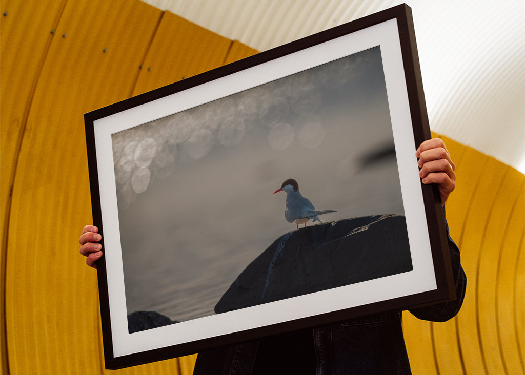 Silberseeschwalbe Sonnenglitzer