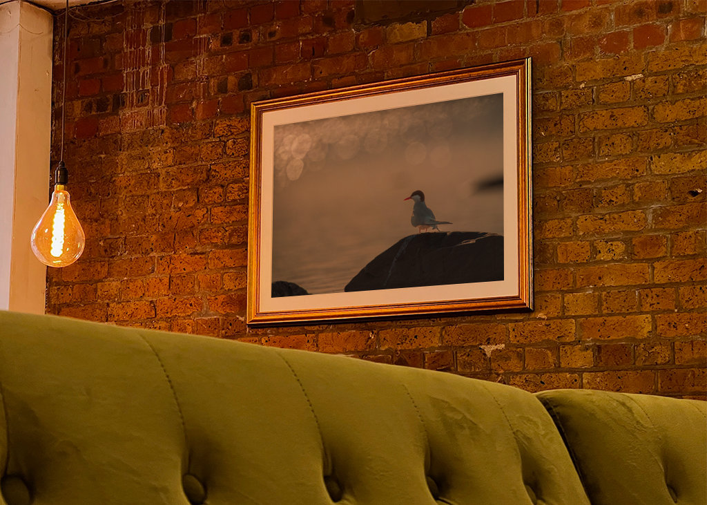 Silberseeschwalbe Sonnenglitzer