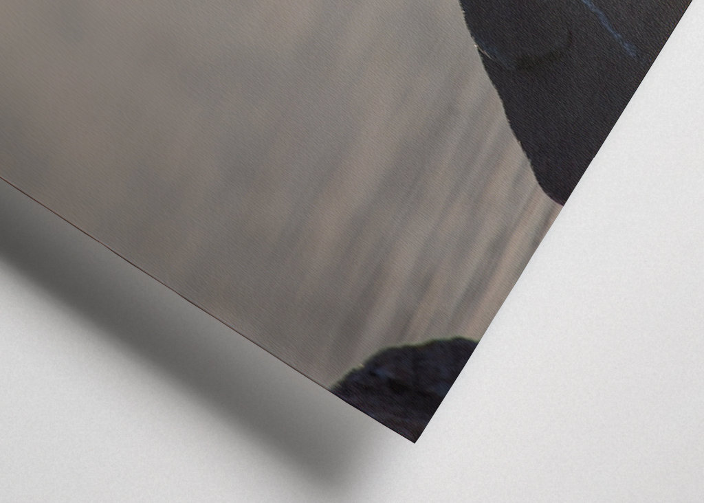 Silberseeschwalbe Sonnenglitzer