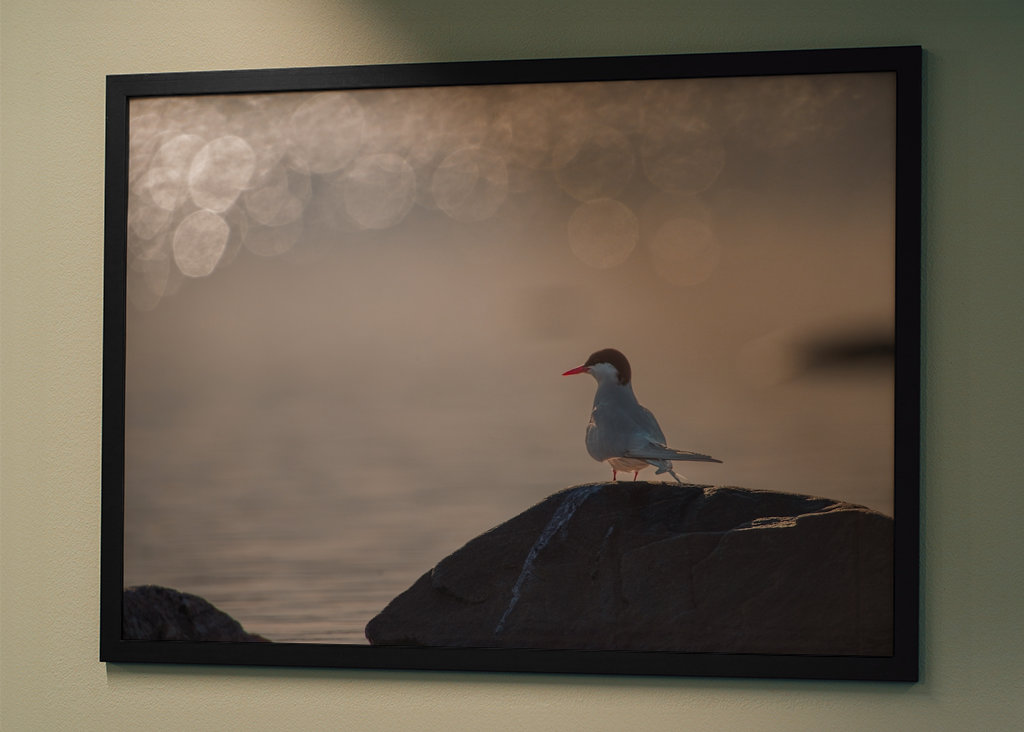 Silberseeschwalbe Sonnenglitzer