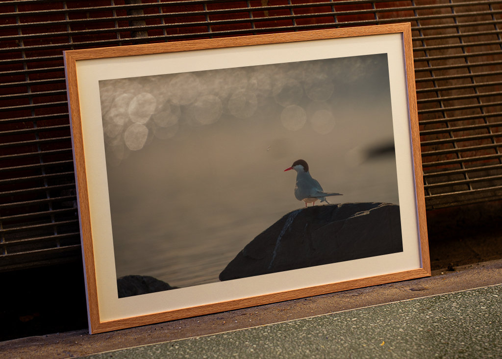 Silberseeschwalbe Sonnenglitzer