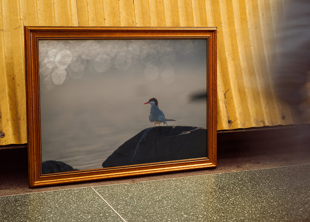 Silberseeschwalbe Sonnenglitzer