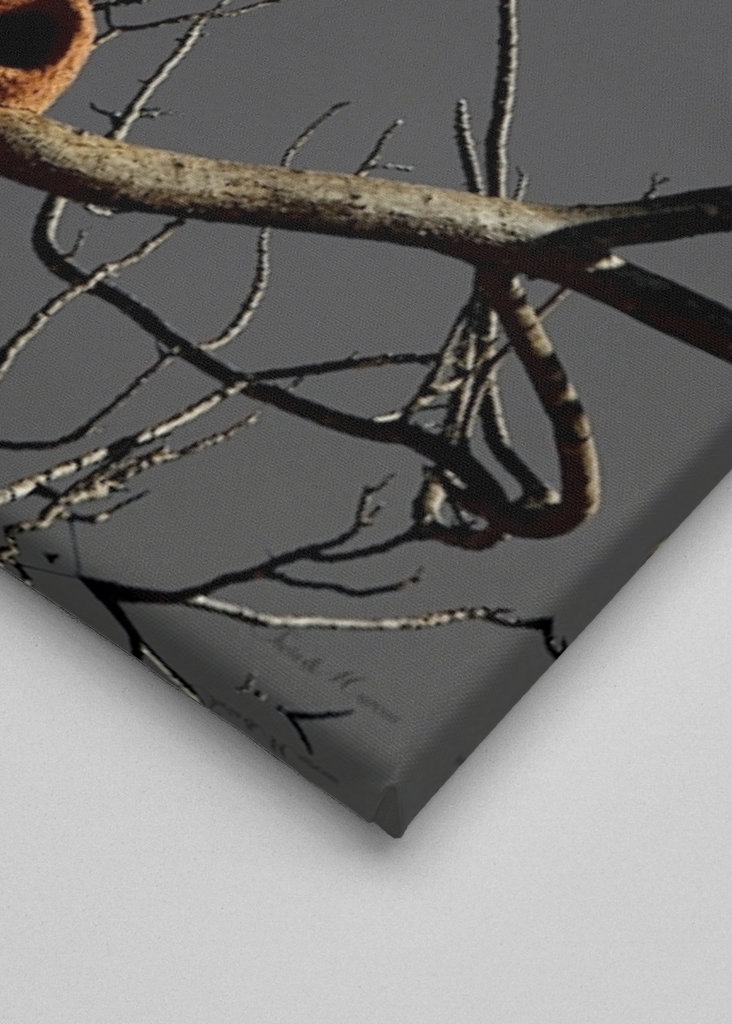 SM - Casa João de Barro 02