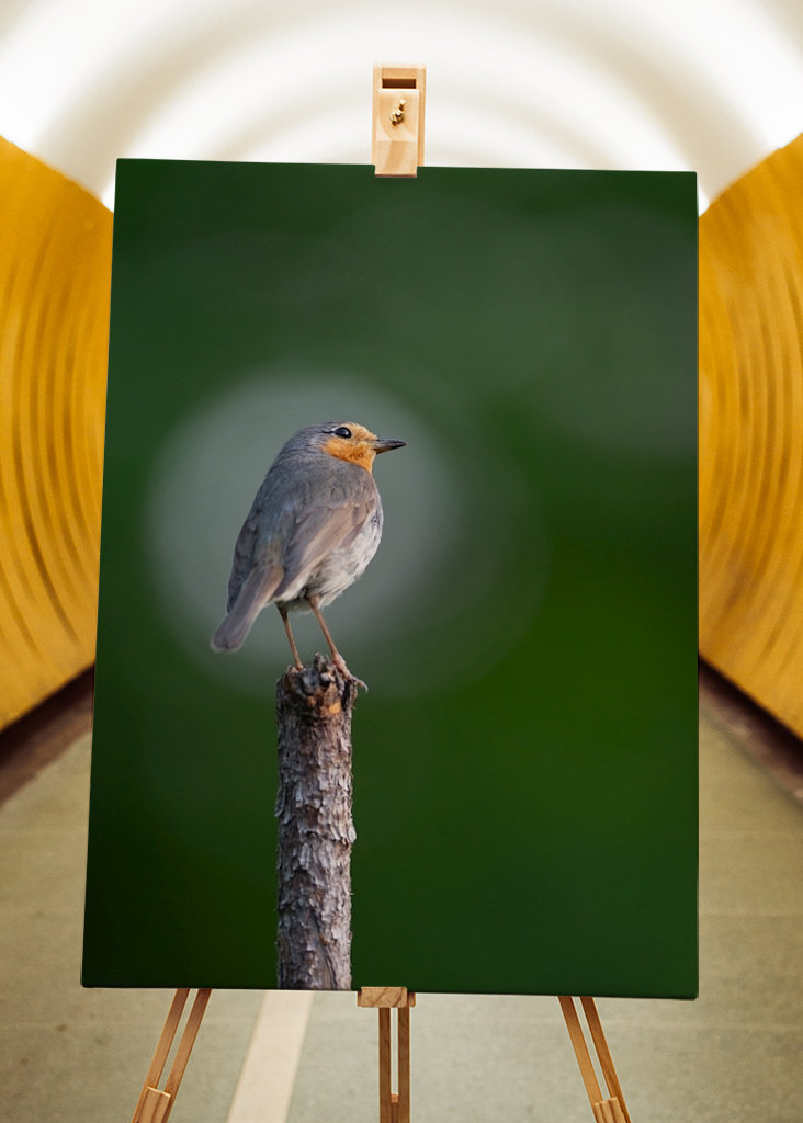 Die Rotkehlchenblase