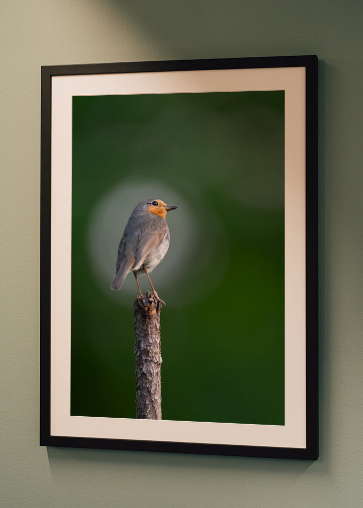 Die Rotkehlchenblase