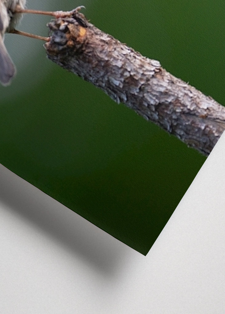 Die Rotkehlchenblase