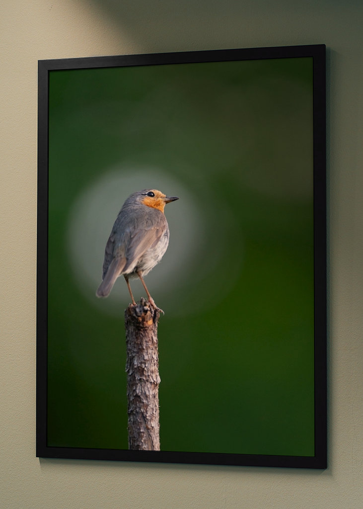 Die Rotkehlchenblase