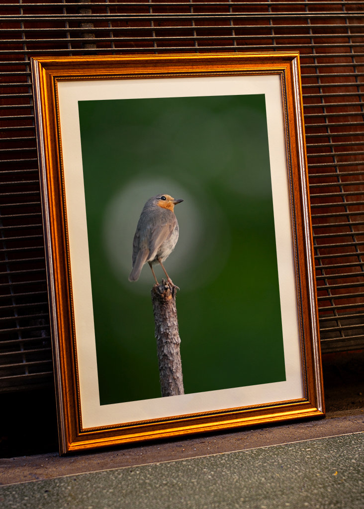 Die Rotkehlchenblase