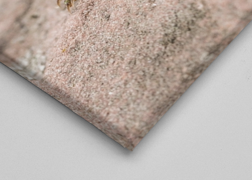 Ještěrka na slunci