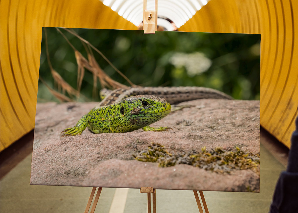 Ještěrka na slunci