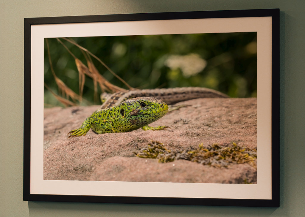 Ještěrka na slunci